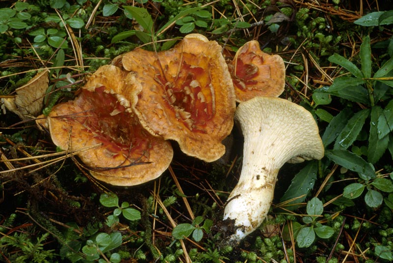 Gomphus floccosus